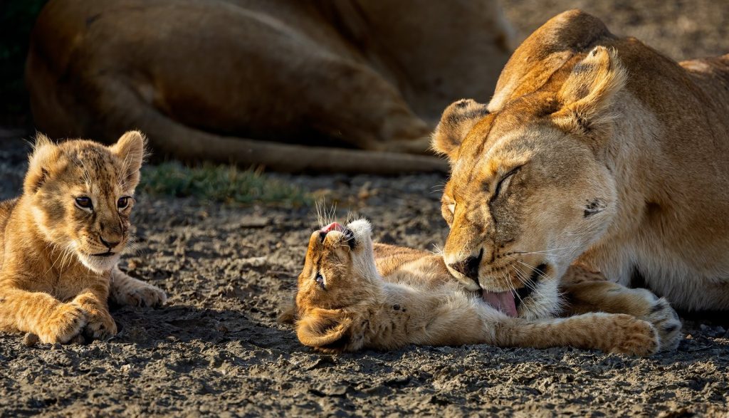 Lioness-with-Cubs-Marsh-Ndutu-R3-_24A7723-Smugmug